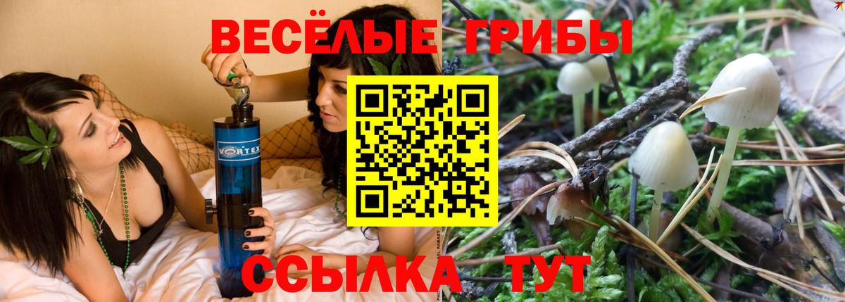 Славянск-на-Кубани  как найти   Вход с VPN  Псилоцибиновые грибы Psilocybine cubensis 